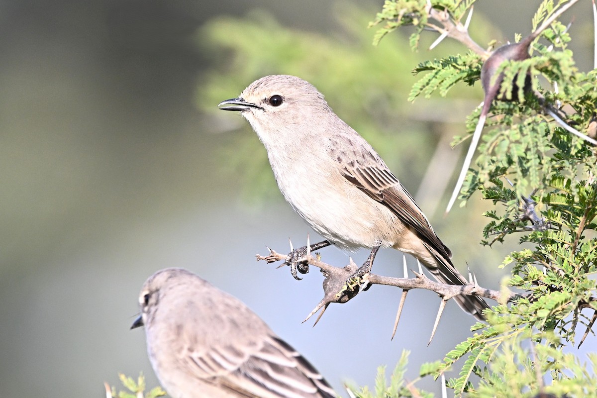 African Gray Flycatcher - ML646688279