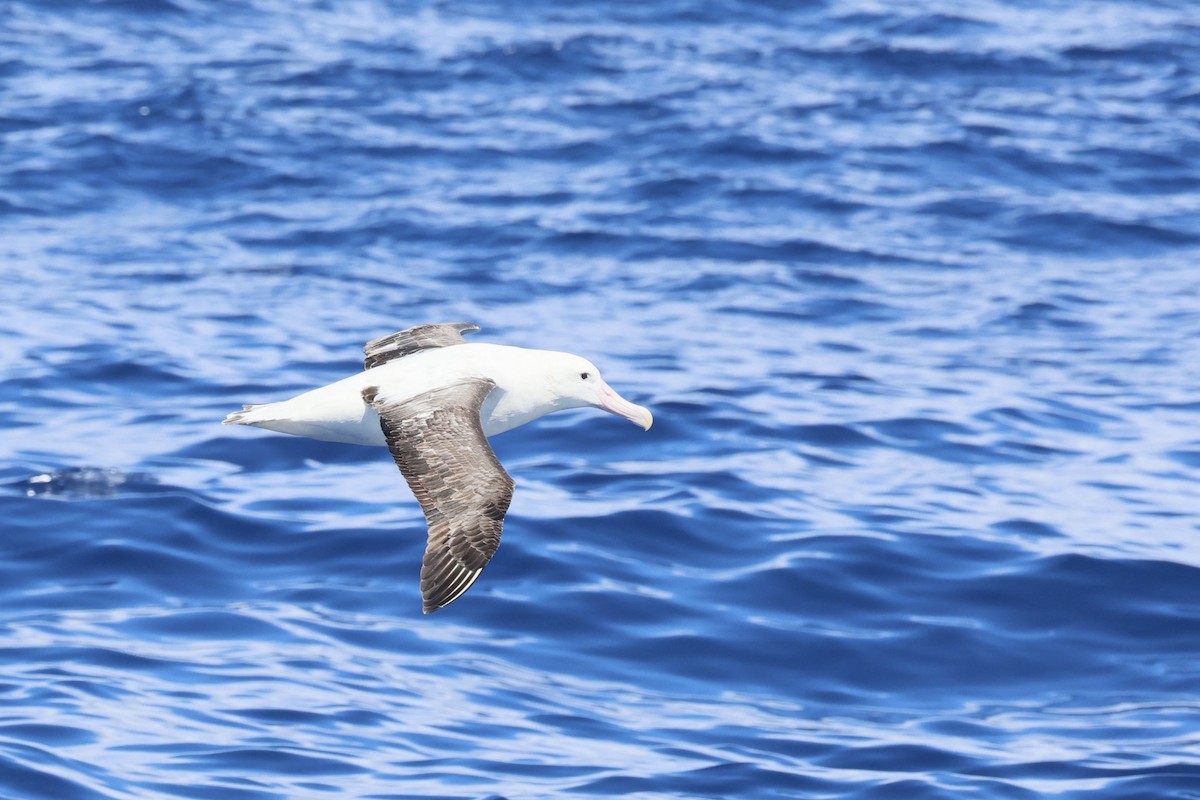 Antipodean Albatross (Gibson's) - ML646688280