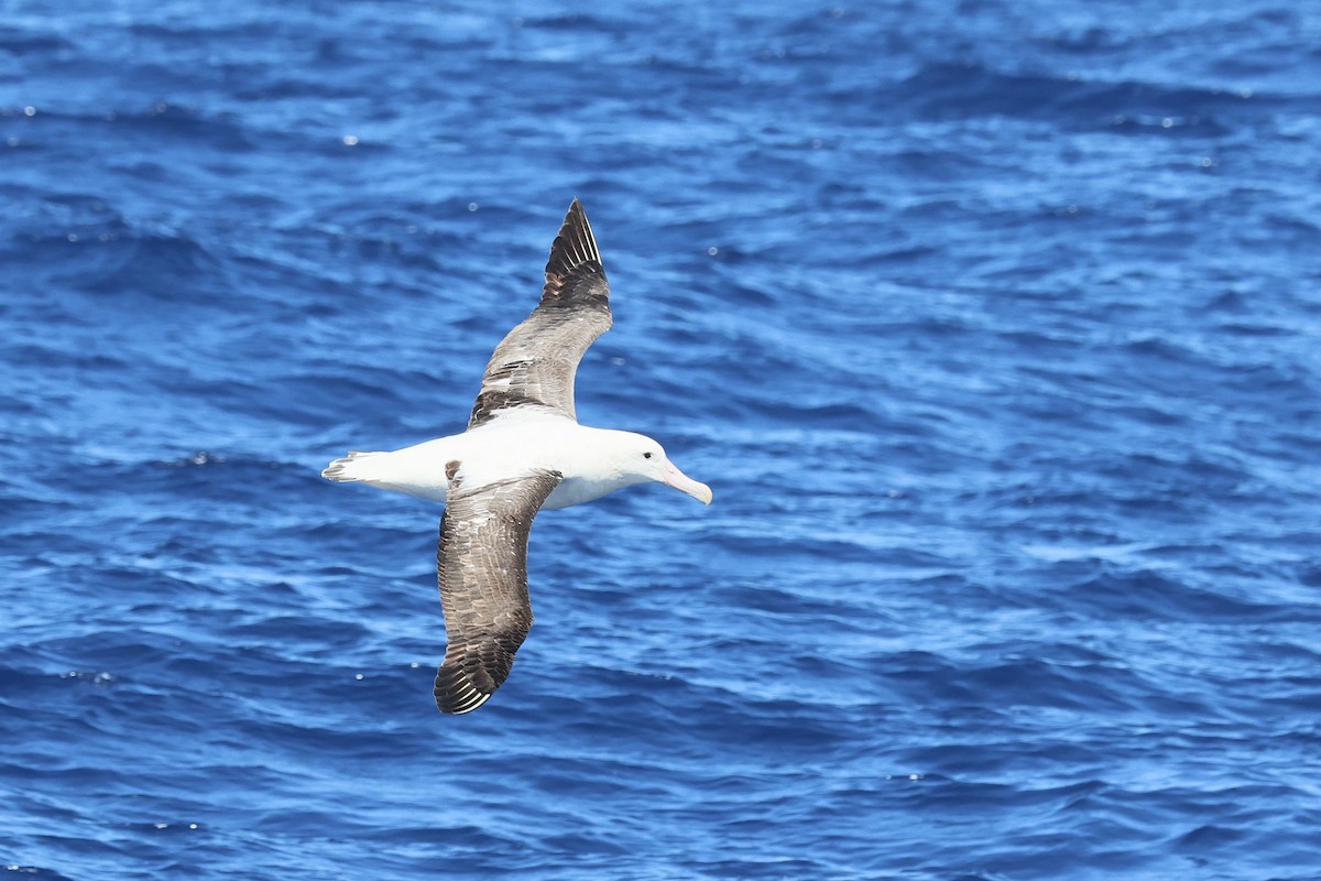 Antipodean Albatross (Gibson's) - ML646688281