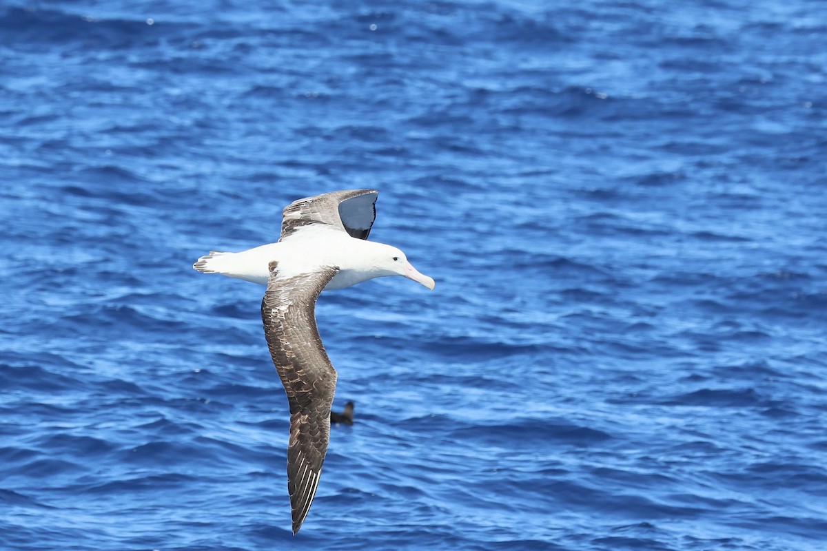 Antipodean Albatross (Gibson's) - ML646688282