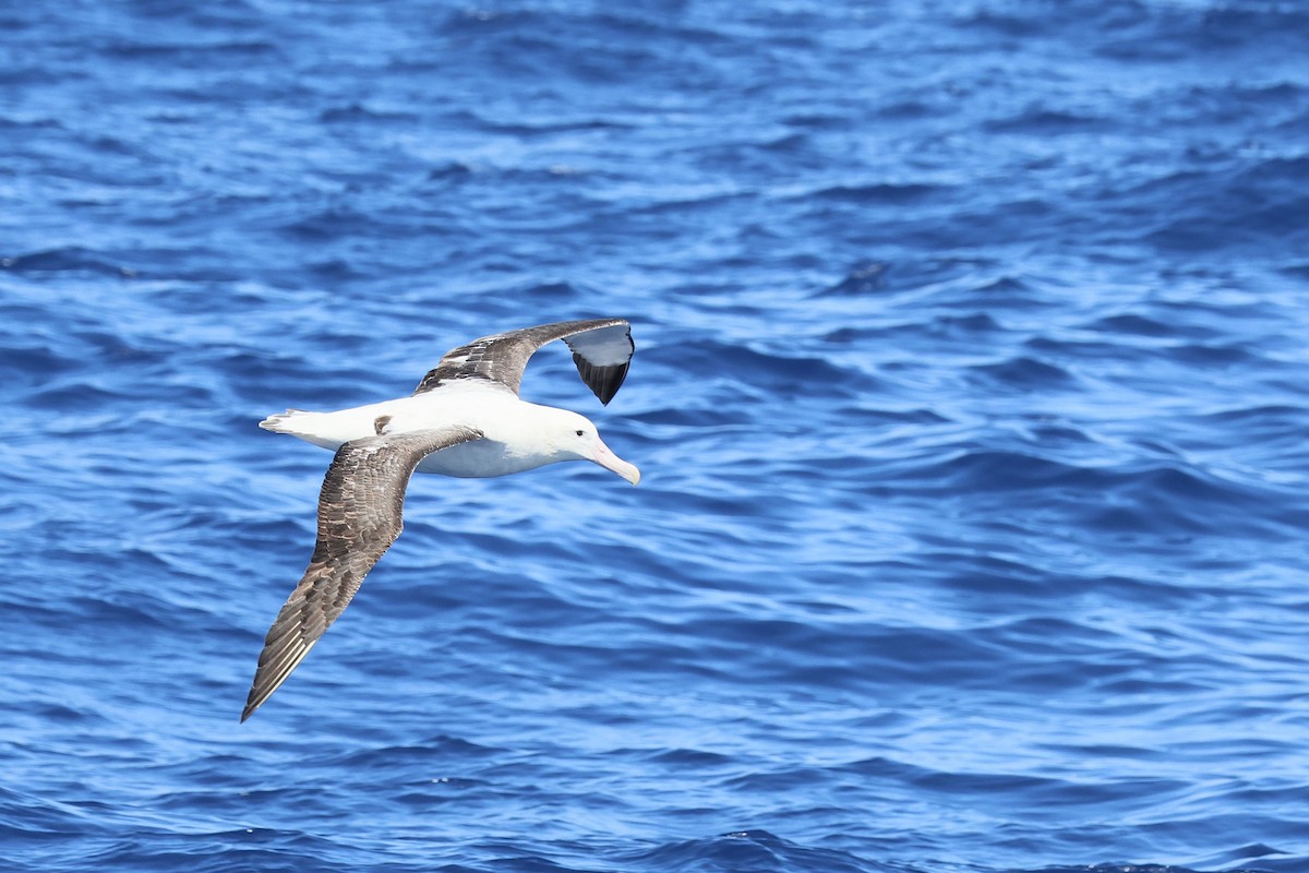 Antipodean Albatross (Gibson's) - ML646688283