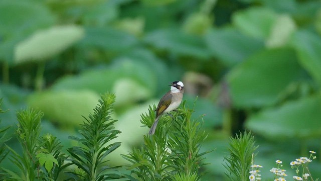 Light-vented Bulbul (sinensis) - ML646688286