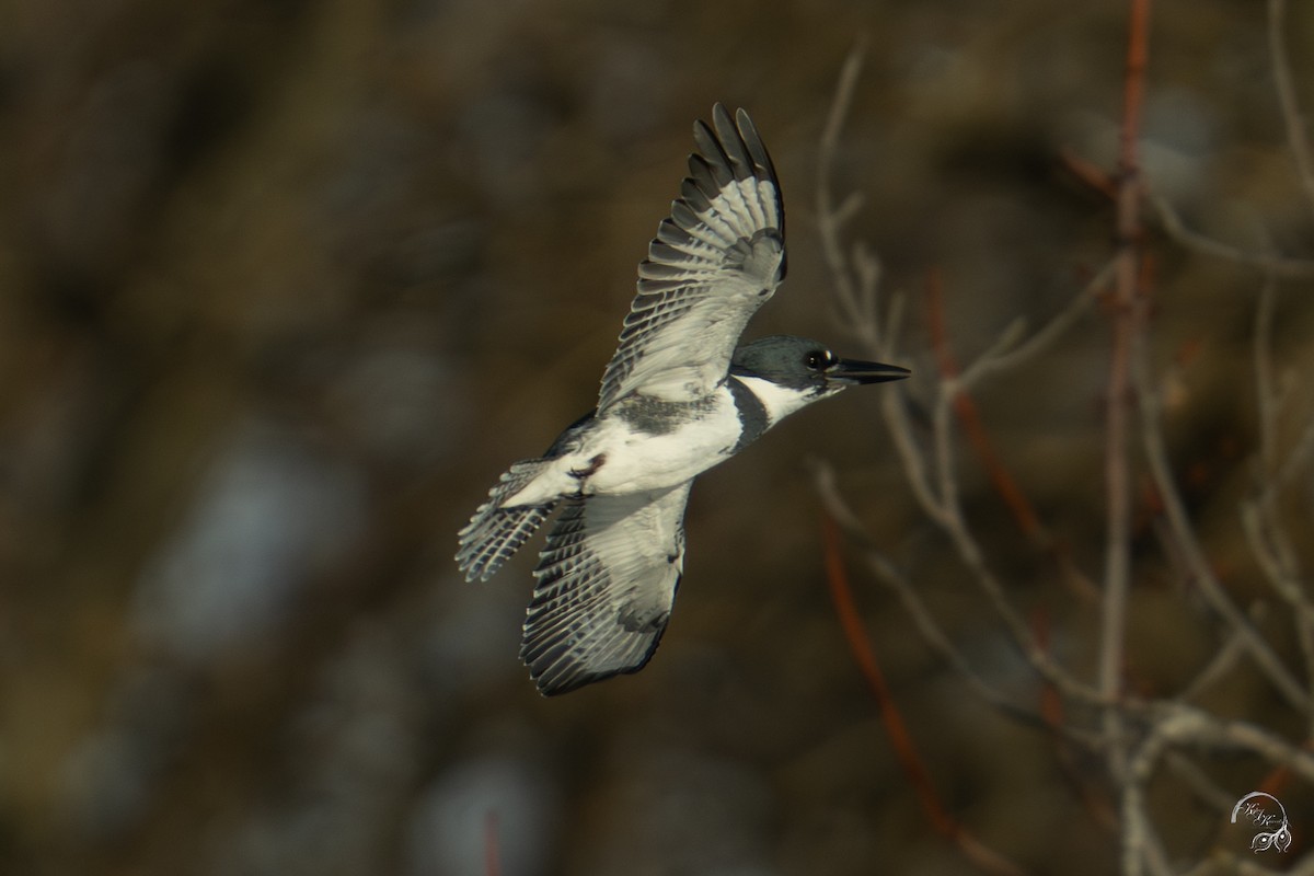 Belted Kingfisher - ML646688288