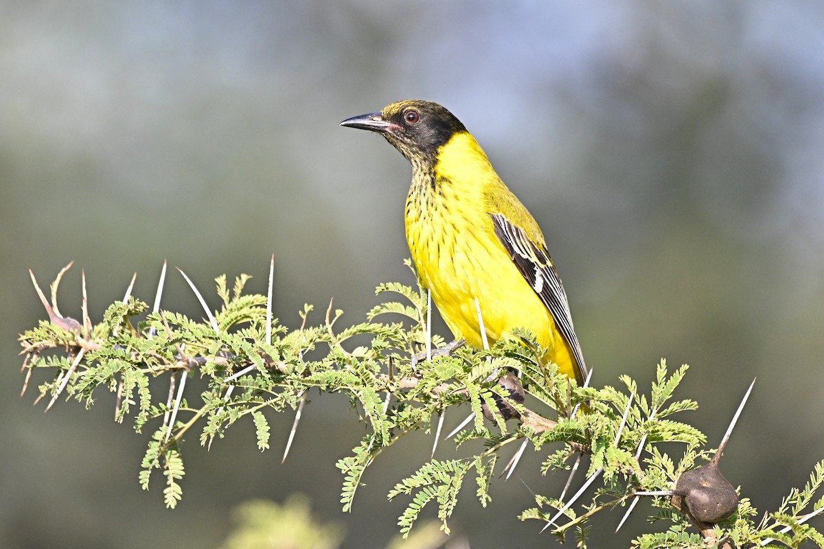 African Black-headed Oriole - ML646688289