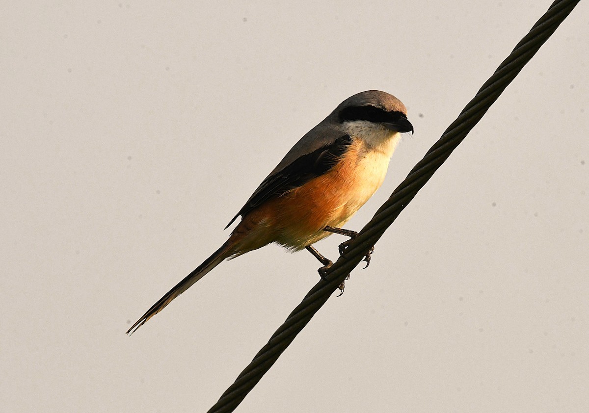 Long-tailed Shrike - ML646688290