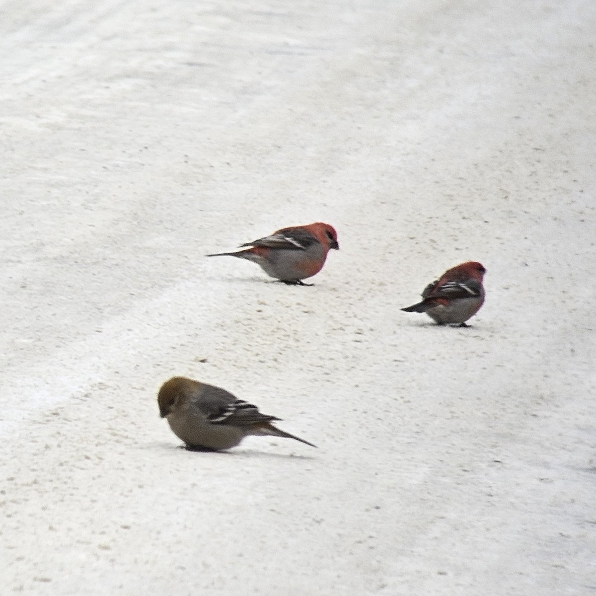 Pine Grosbeak - ML646688293