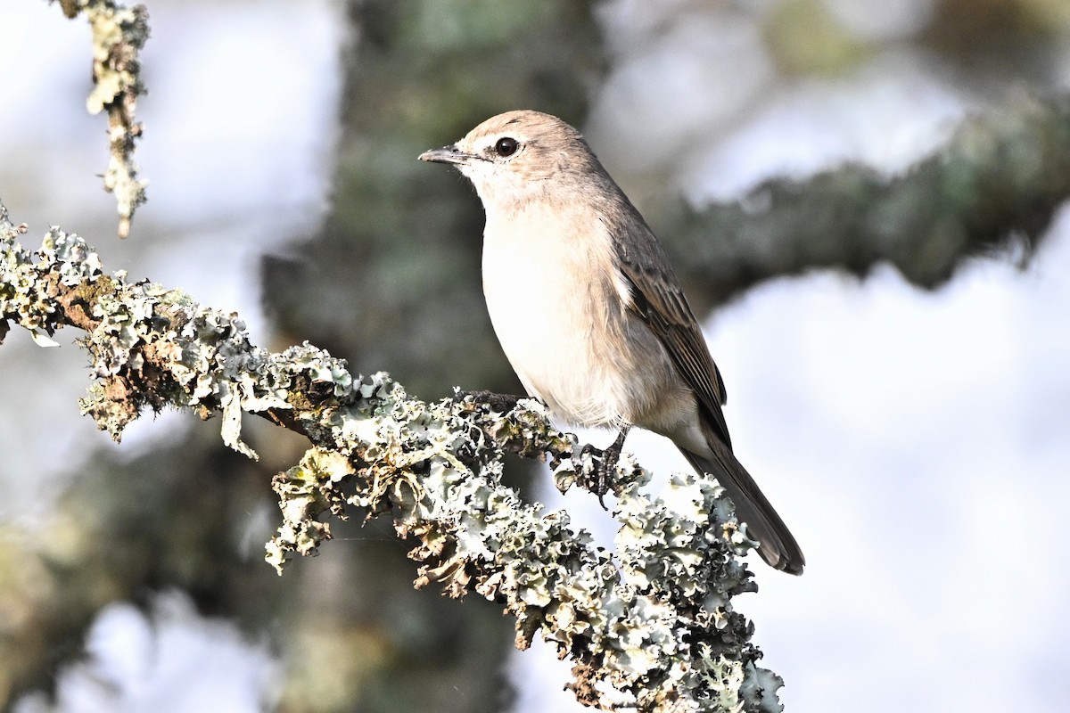 Pale Flycatcher - ML646688294