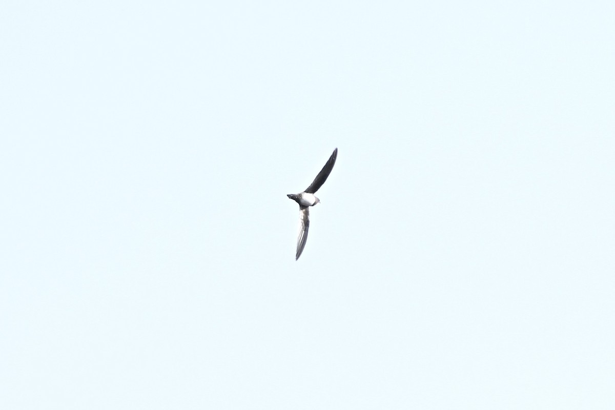 Alpine Swift - ML646688302