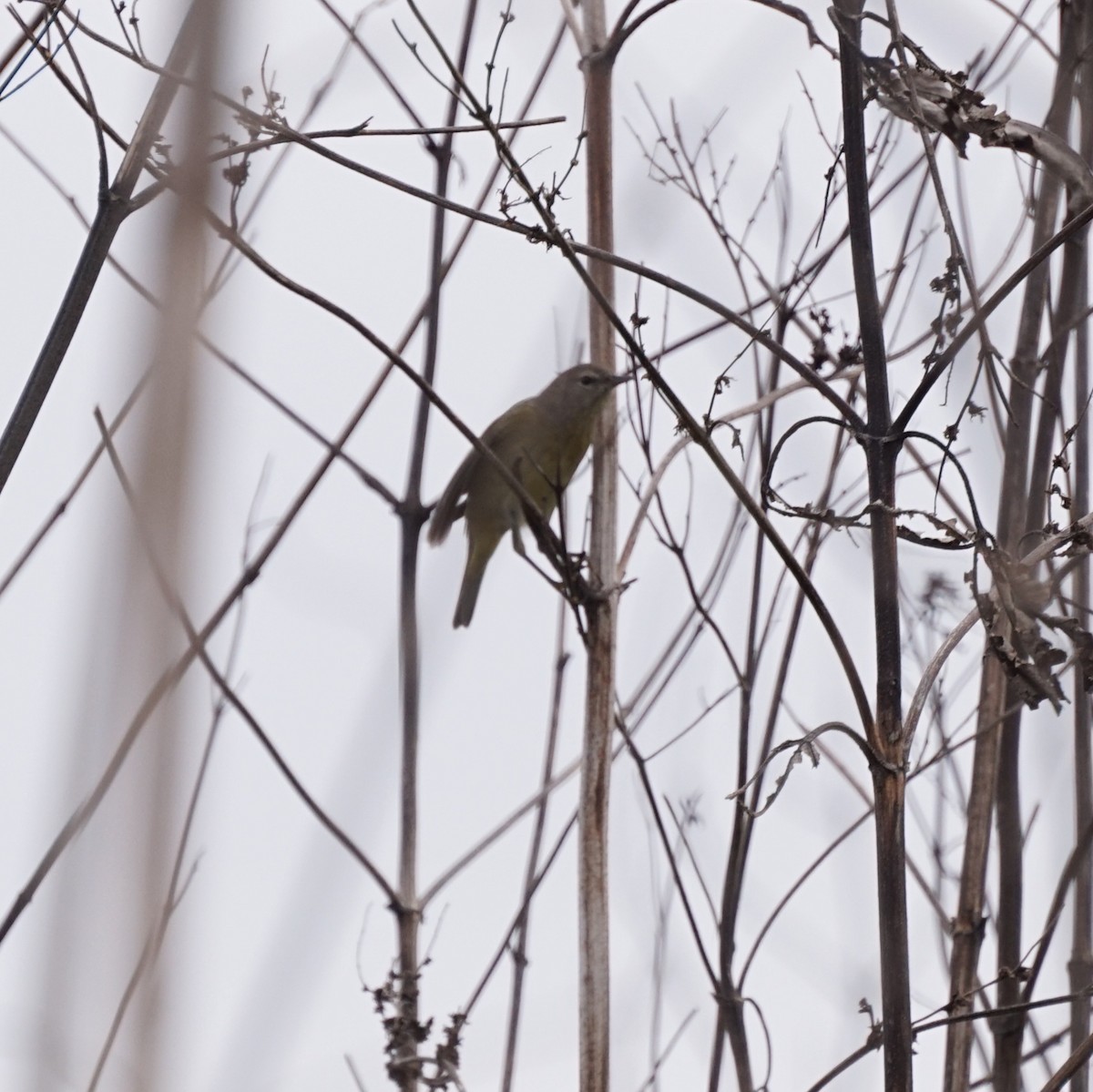 oransjekroneparula - ML646688317