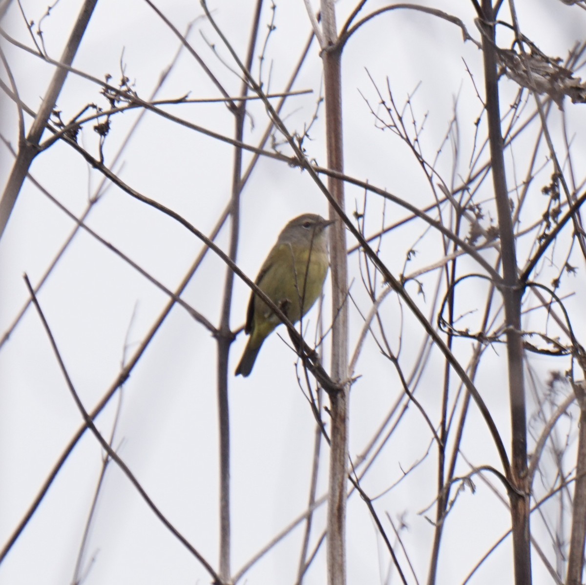 oransjekroneparula - ML646688318