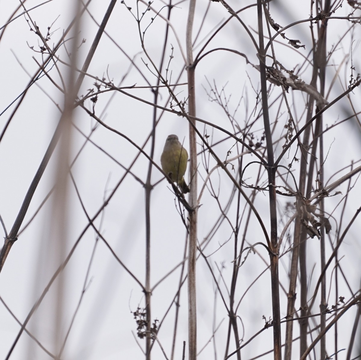 oransjekroneparula - ML646688319