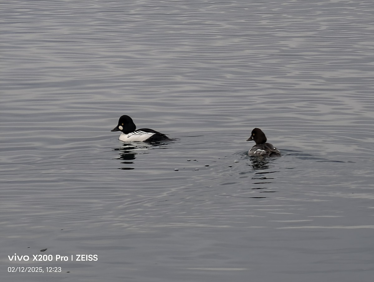 鵲鴨 - ML646688321