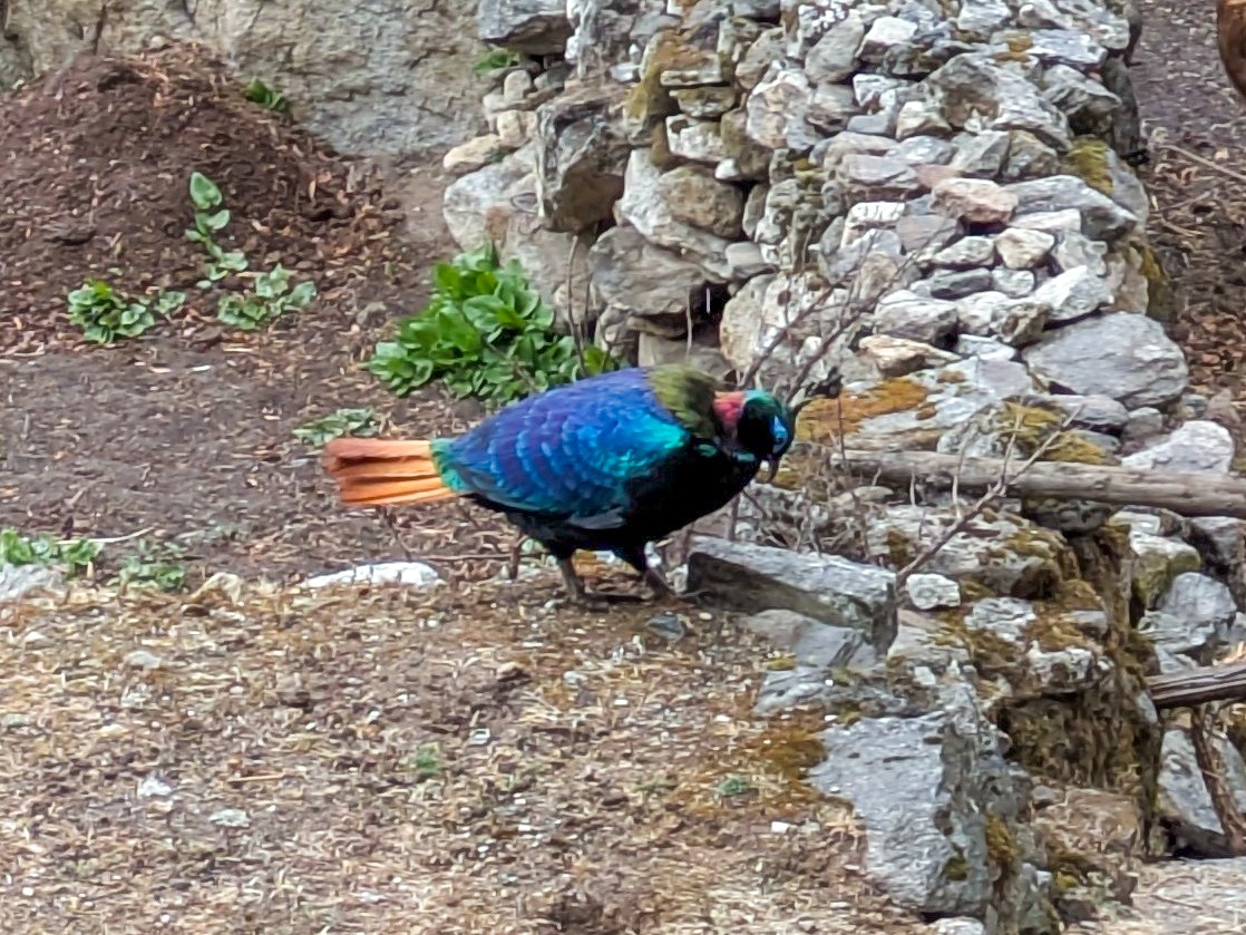 ニジキジ - ML646688324