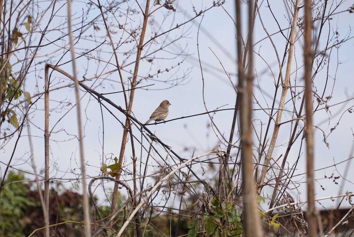 husrosenfink - ML646688325