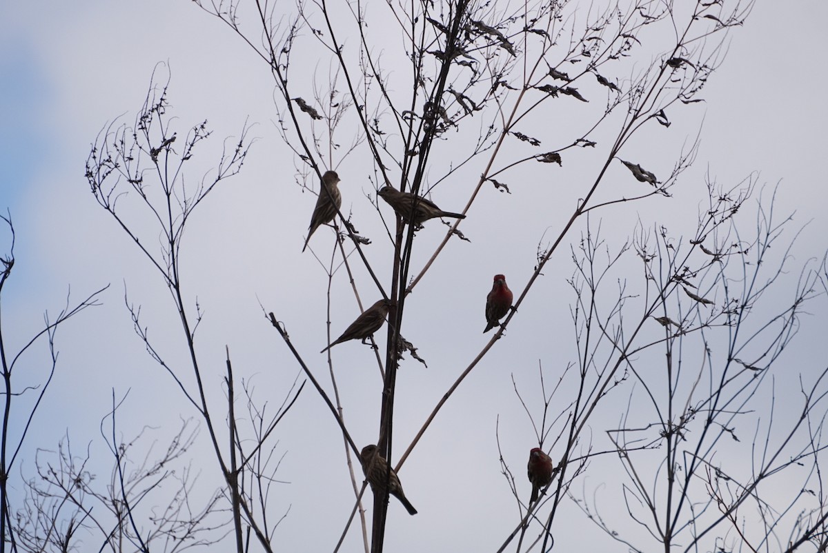 husrosenfink - ML646688326