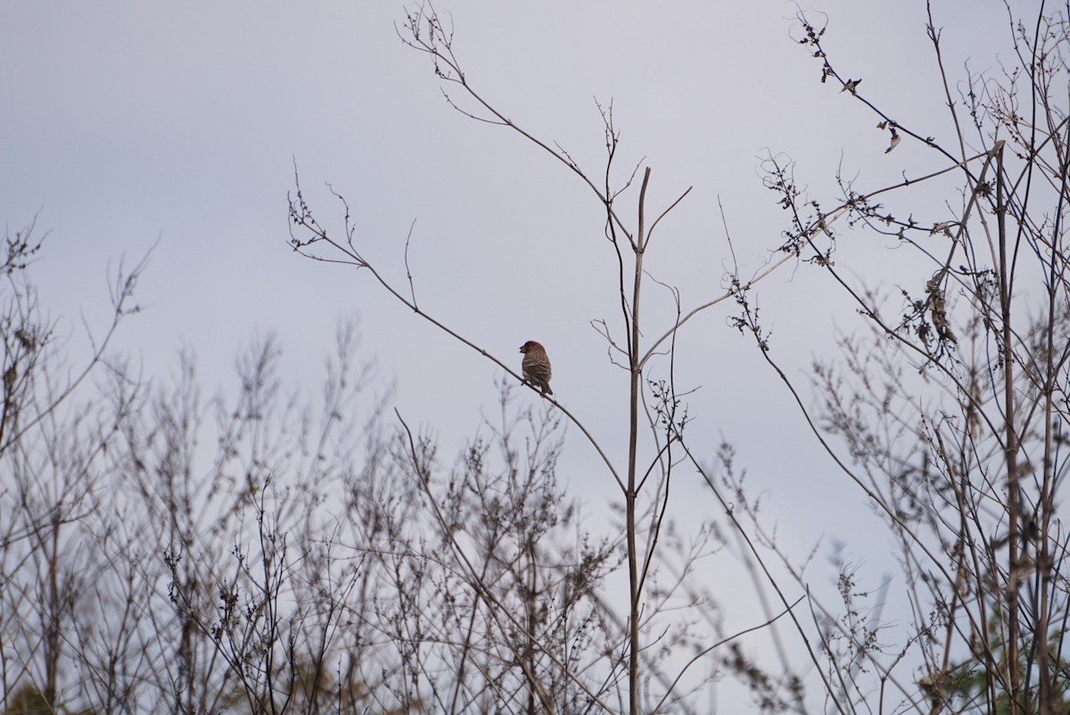 husrosenfink - ML646688327