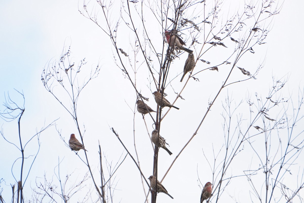 husrosenfink - ML646688328