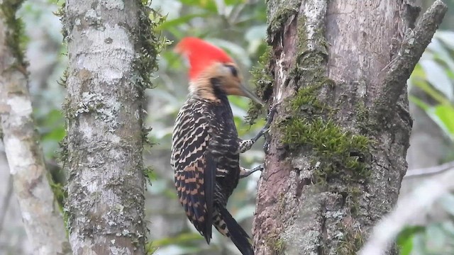 Blond-crested Woodpecker - ML646688329