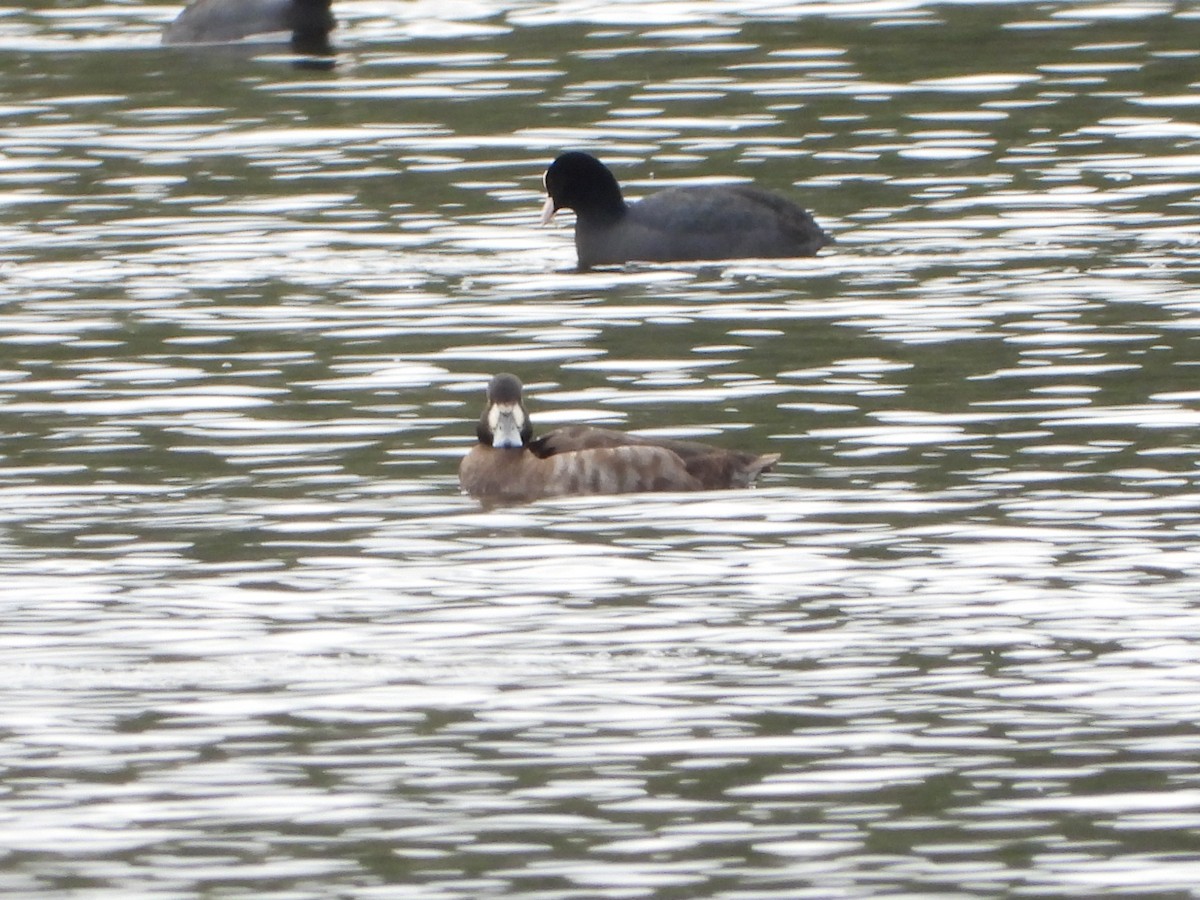 コスズガモ - ML646688330