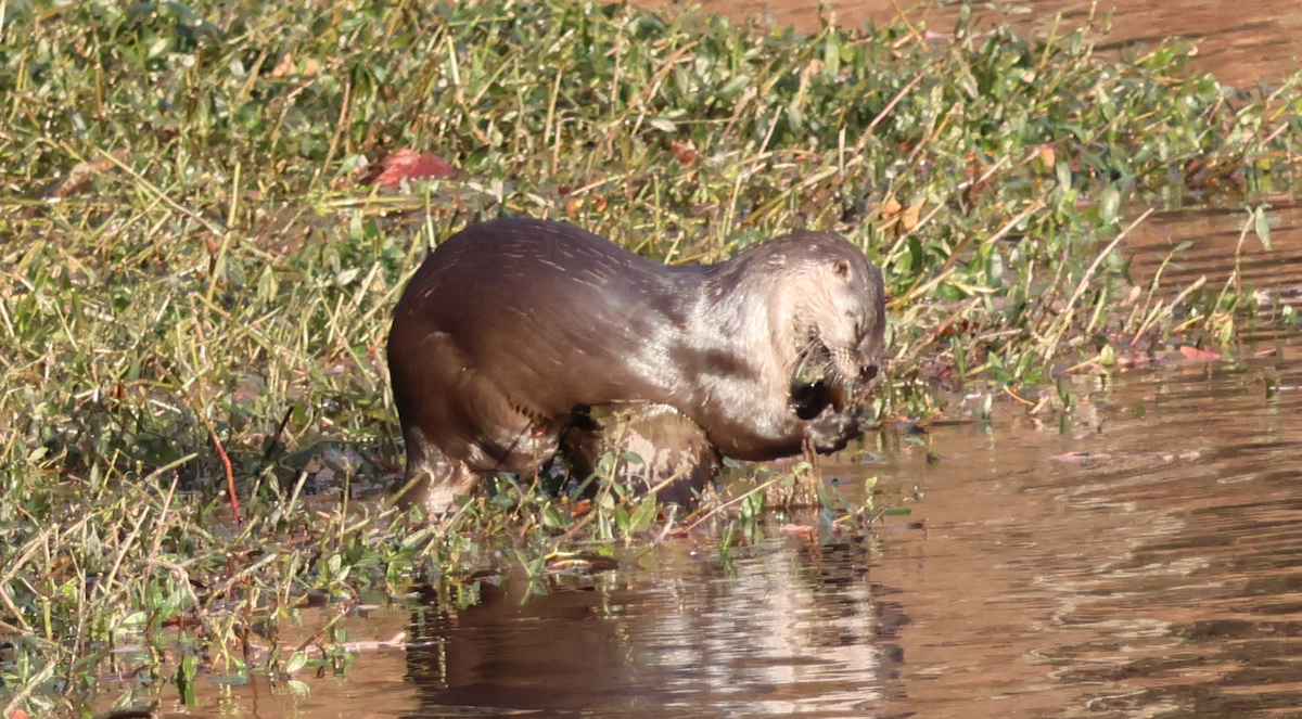 North American River Otter - ML646688350