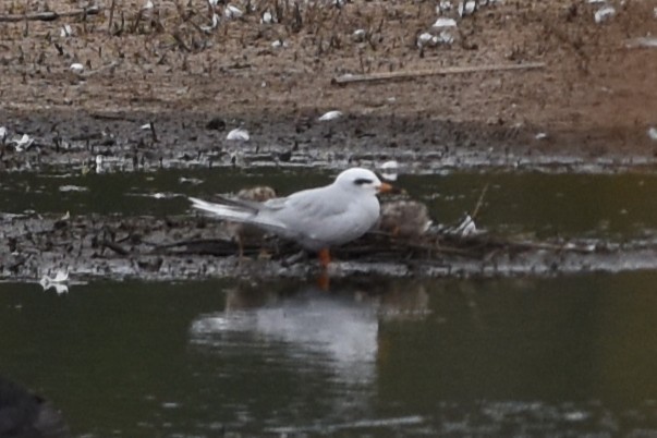 Snowy-crowned Tern - ML646688355