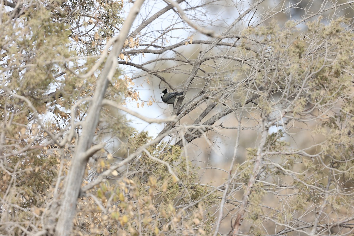 アカエリシジュウガラ - ML646688357