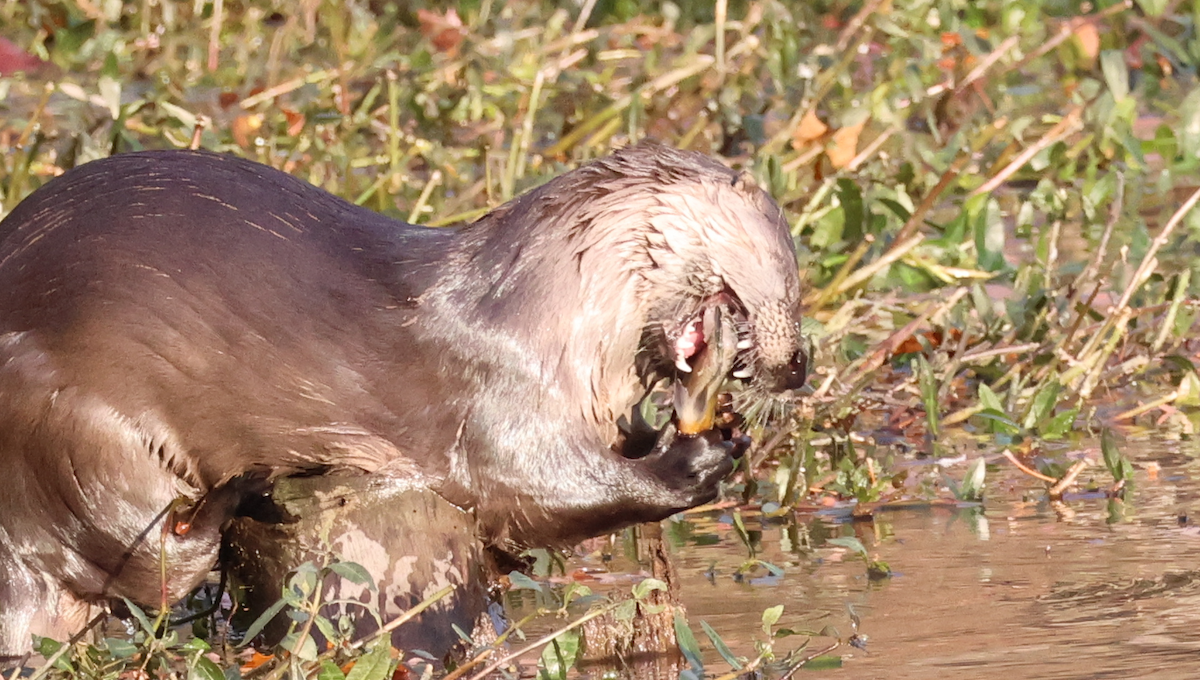 North American River Otter - ML646688358