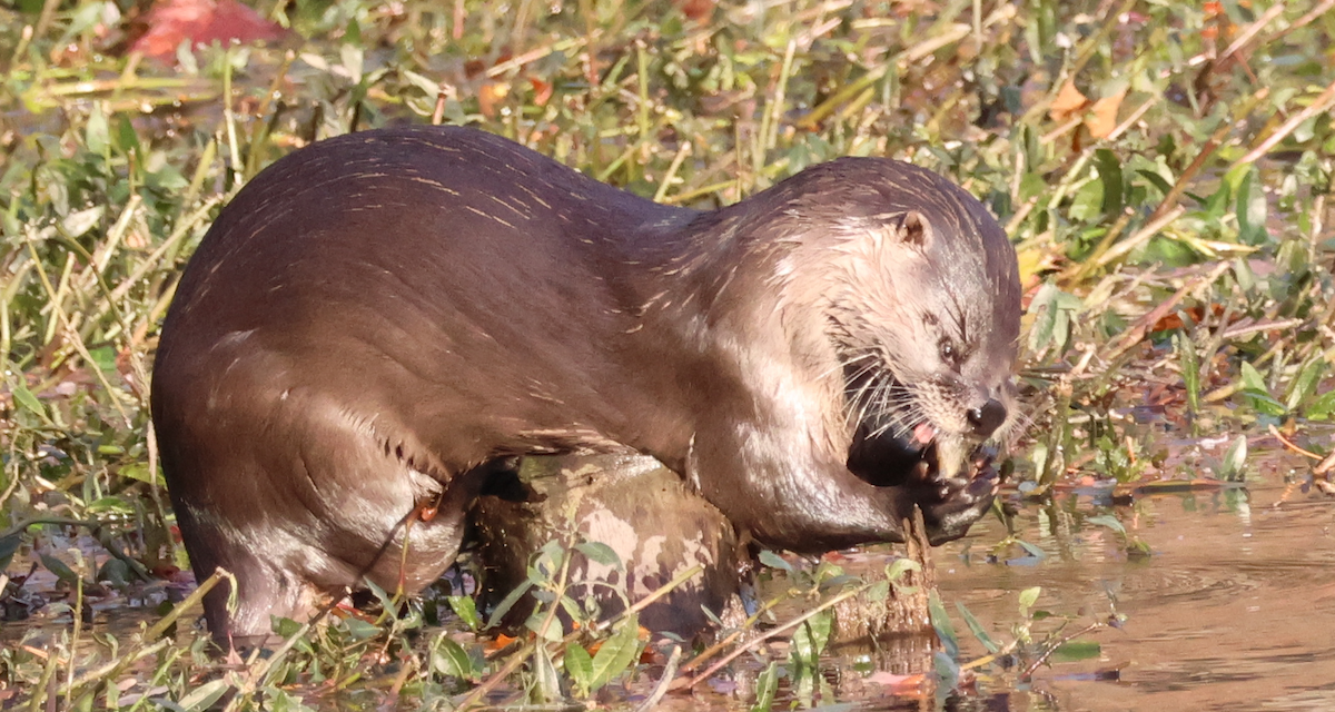 North American River Otter - ML646688363
