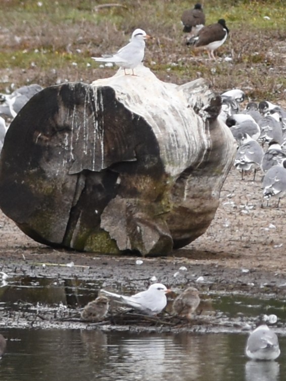 Snowy-crowned Tern - ML646688364