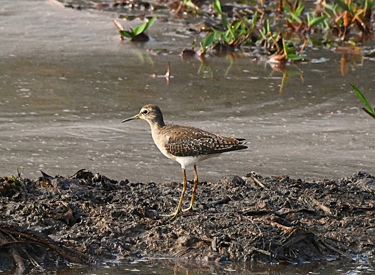 Wood Sandpiper - ML646688365