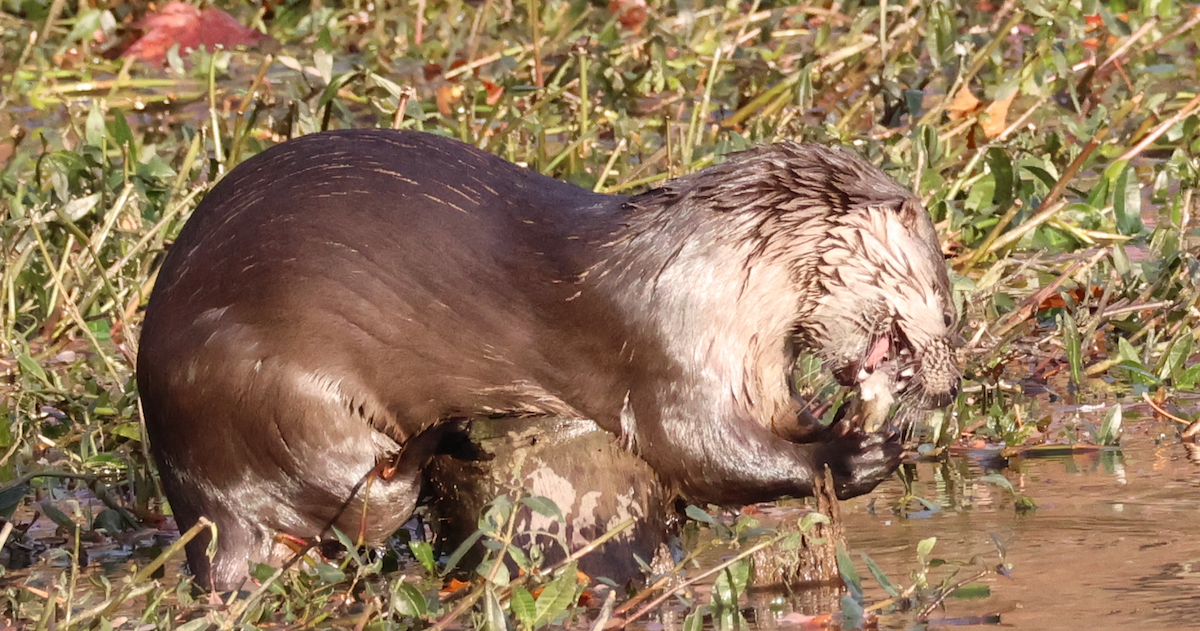 North American River Otter - ML646688367