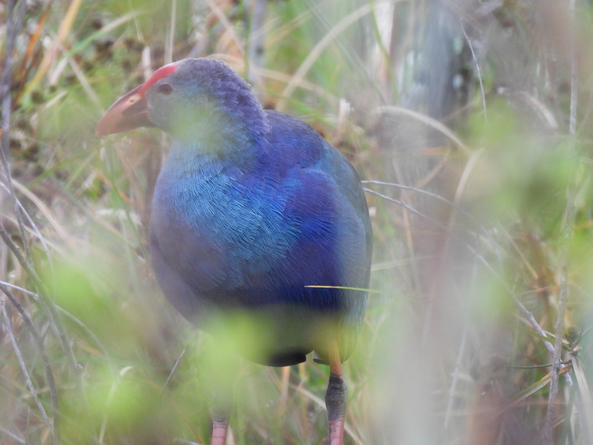 Gray-headed Swamphen - ML646688369