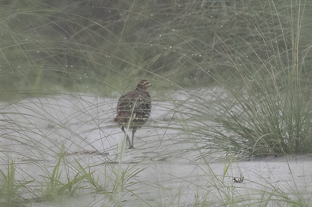 Swamp Francolin - ML646688370