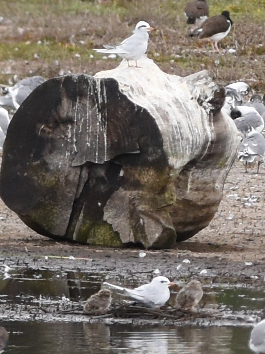 Snowy-crowned Tern - ML646688371