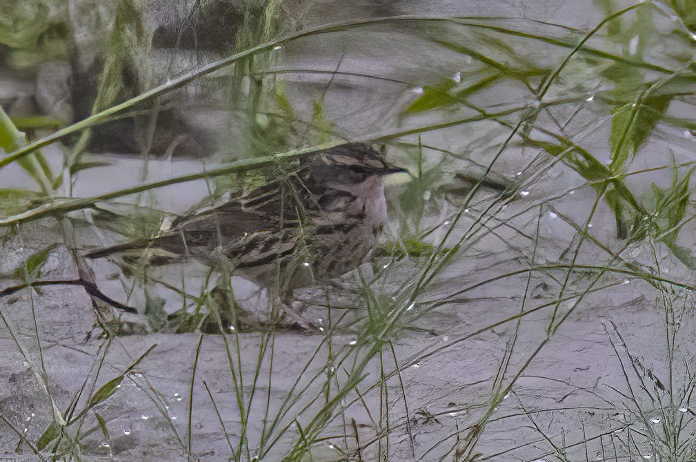 Rosy Pipit - ML646688372