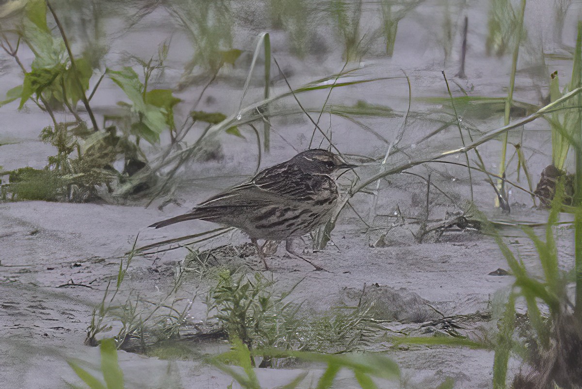 Rosy Pipit - ML646688373