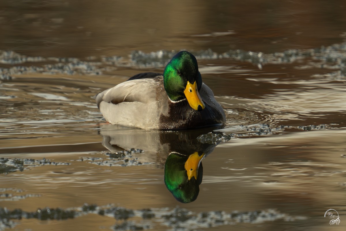 Mallard - ML646688376