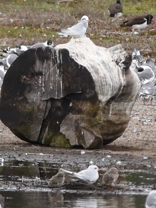 Snowy-crowned Tern - ML646688379