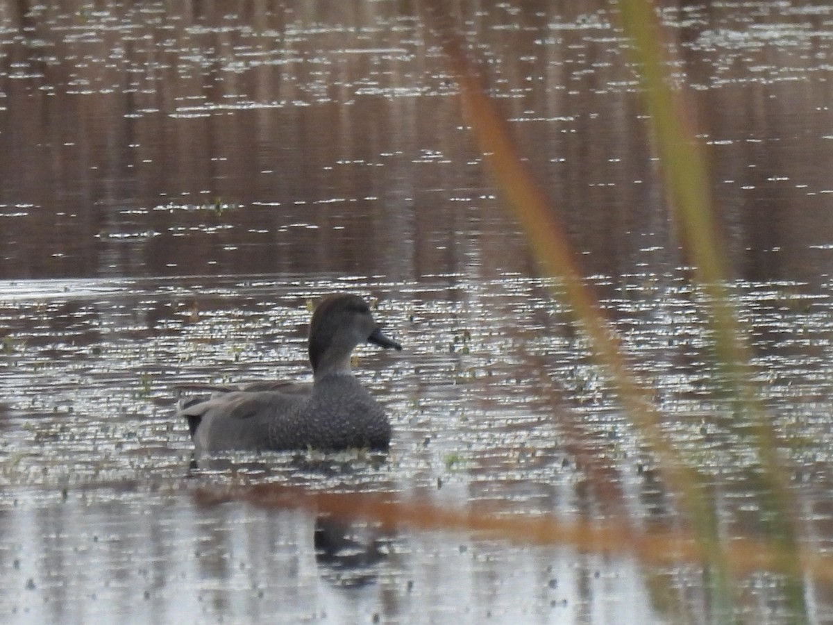 Gadwall - ML646688382