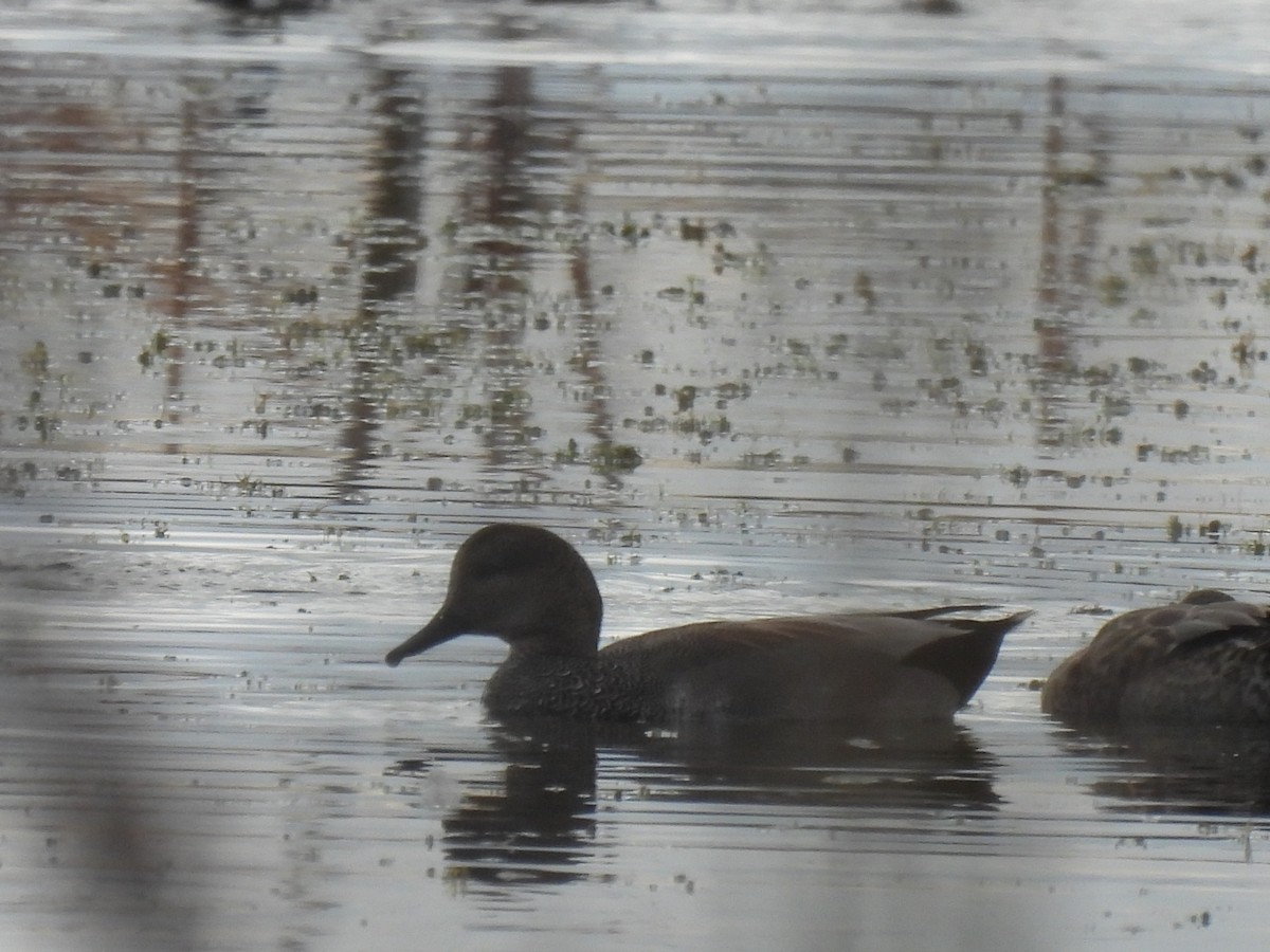 Gadwall - ML646688383