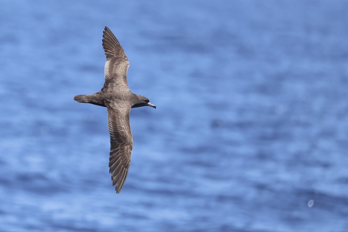 Flesh-footed Shearwater - ML646688384