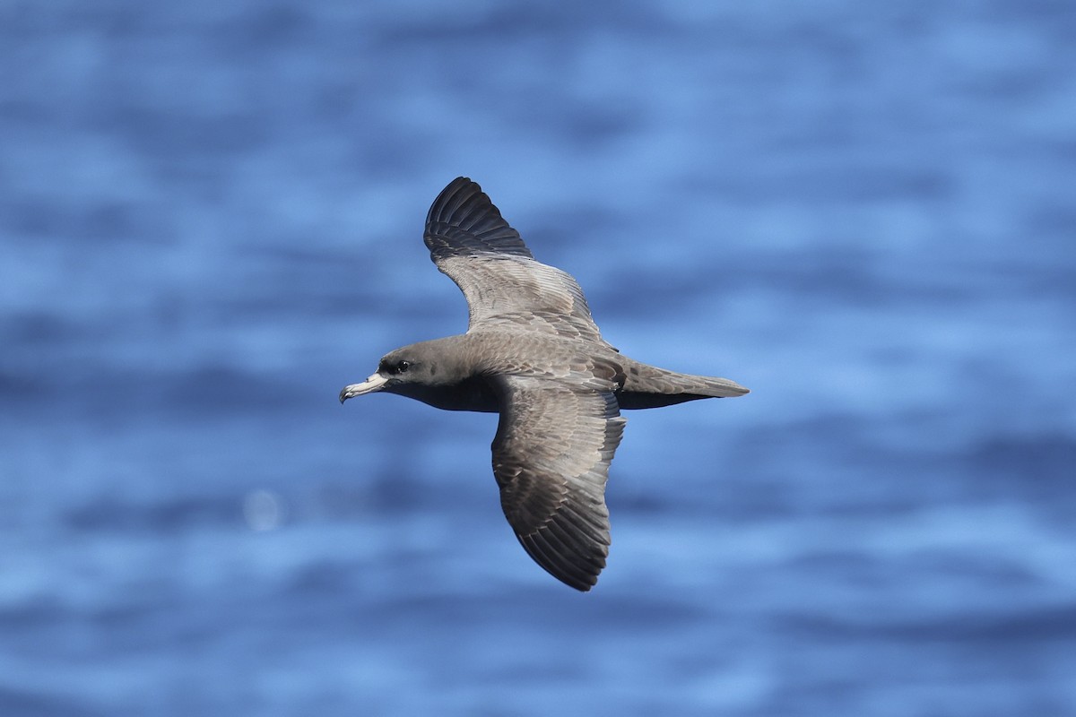 Flesh-footed Shearwater - ML646688385