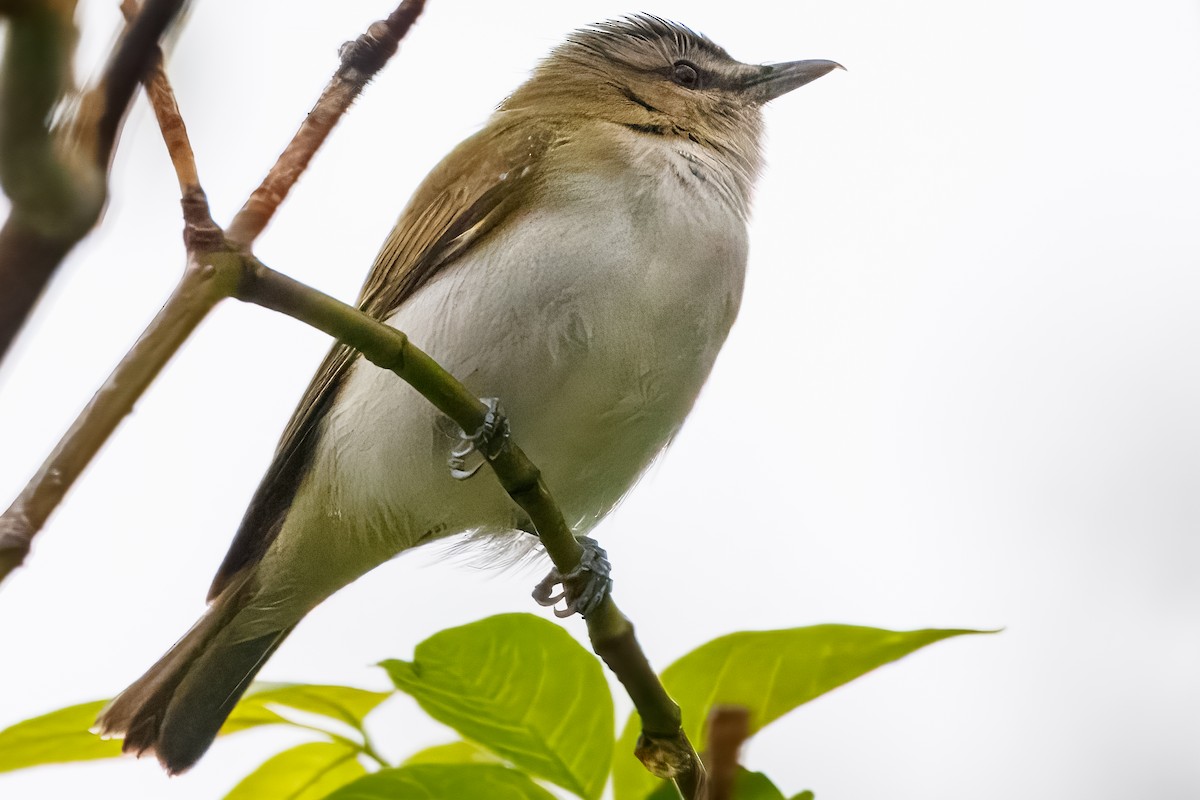 Red-eyed Vireo - ML646688386