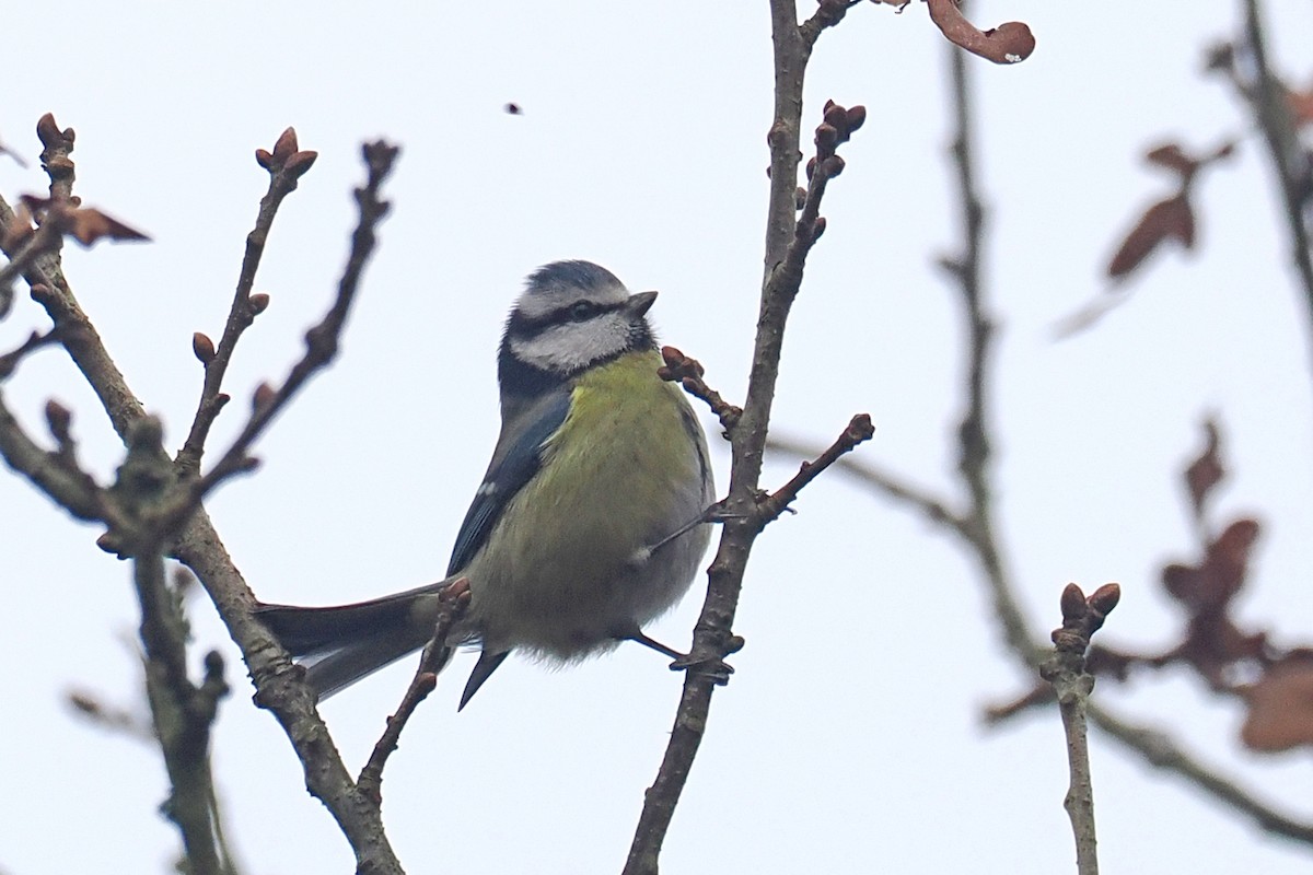 Eurasian Blue Tit - ML646688387