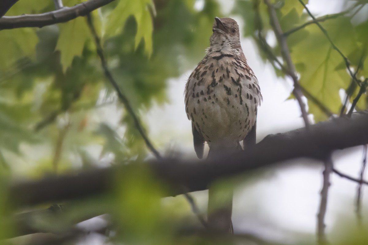 Brown Thrasher - ML646688389