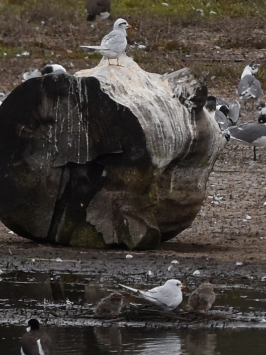 Snowy-crowned Tern - ML646688391