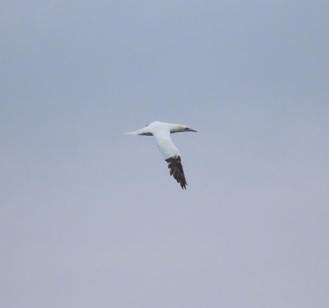 Northern Gannet - ML646688392