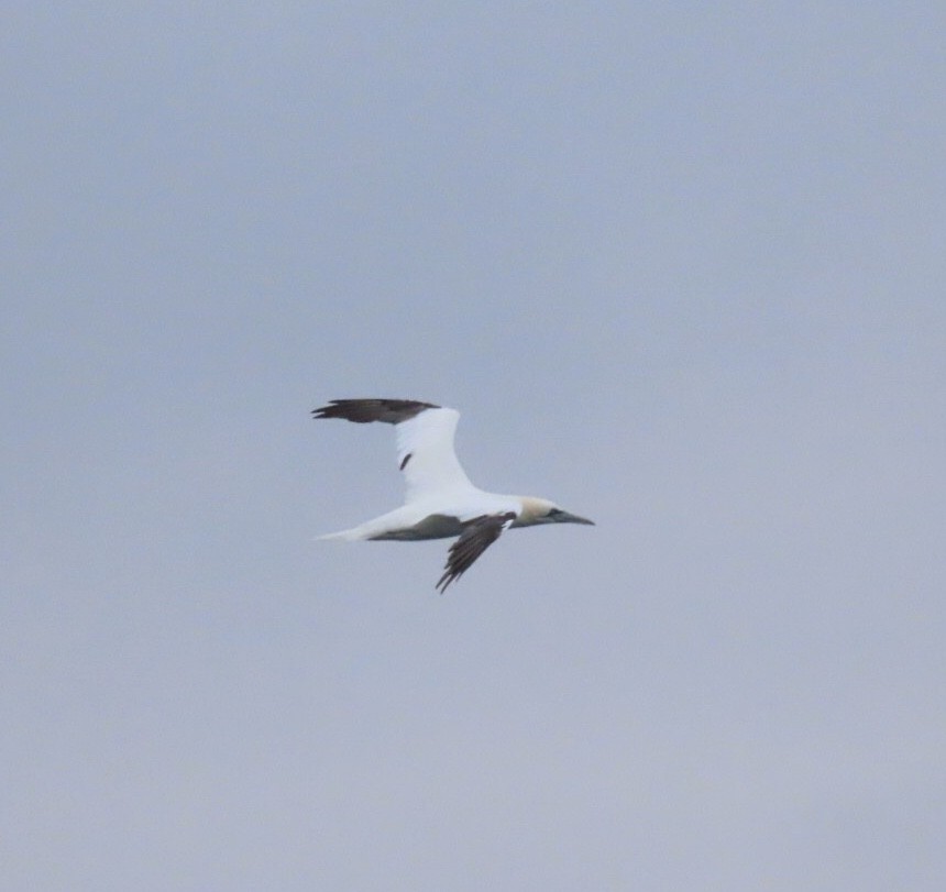 Northern Gannet - ML646688393