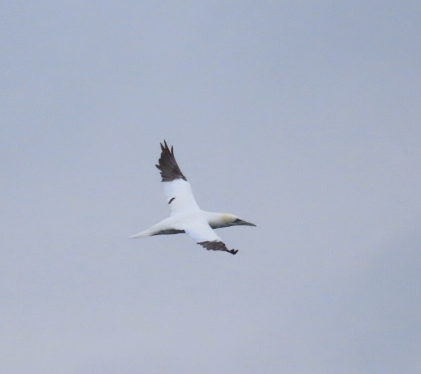 Northern Gannet - ML646688394