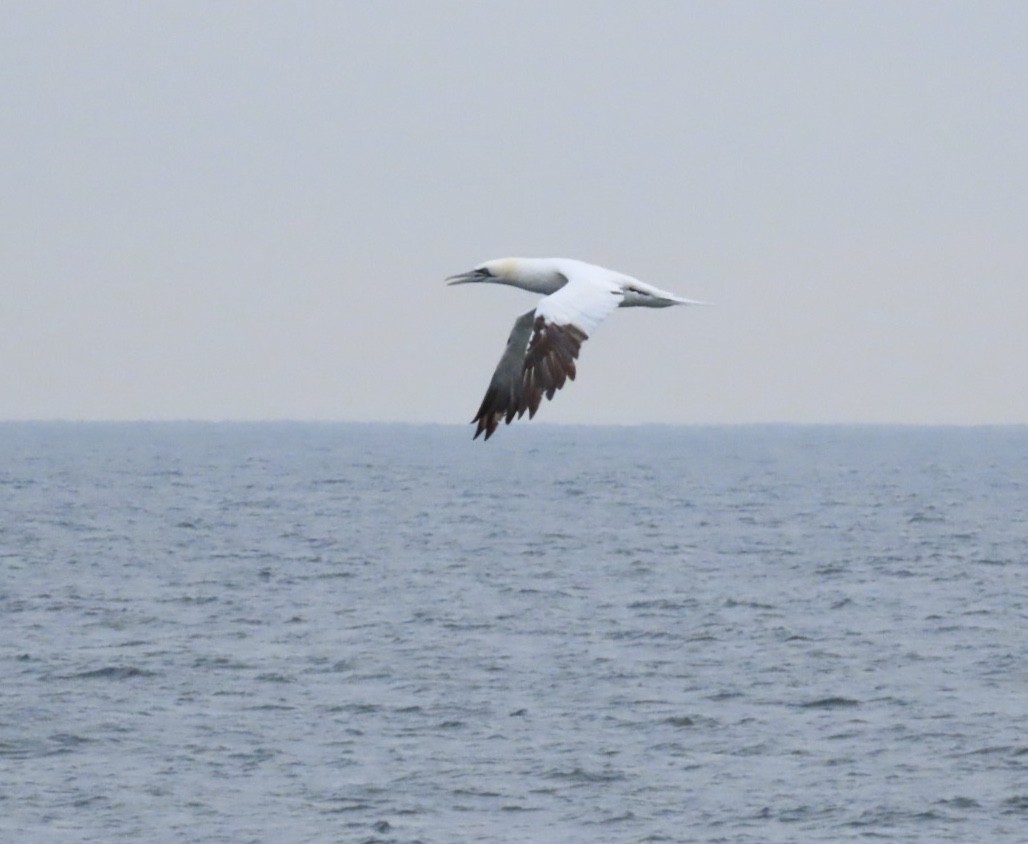 Northern Gannet - ML646688397